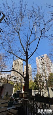 天空與樹