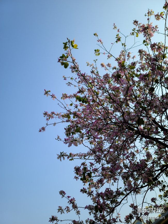 【采集青色時(shí)光】漫步 | 花叢