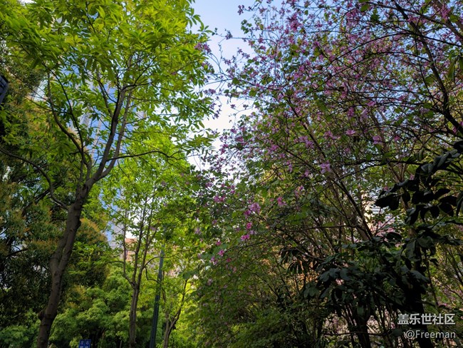 【采集青色時(shí)光】漫步 | 花叢