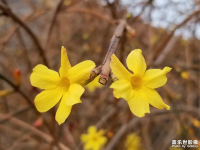 迎春花開