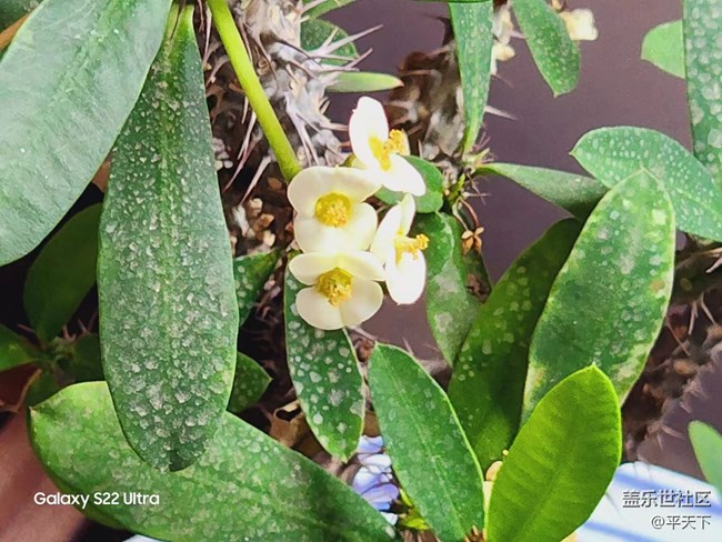 【采集青色時(shí)光】孕育生機(jī) 蓄意待發(fā)