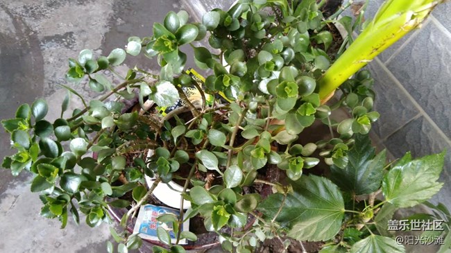 【采集青色時(shí)光】生機(jī)盎然的春天