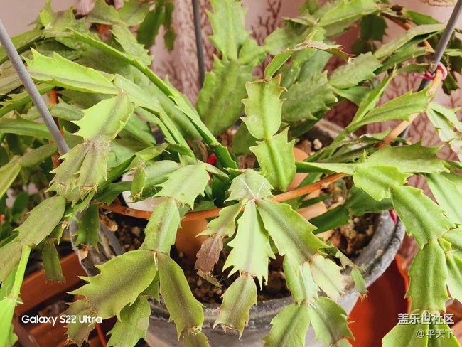 【采集青色時(shí)光】孕育生機(jī) 蓄意待發(fā)