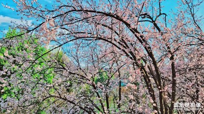 【網(wǎng)紅打卡地】+春暖花開