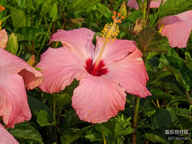 【采集青色時(shí)光】看花 | 養(yǎng)眼