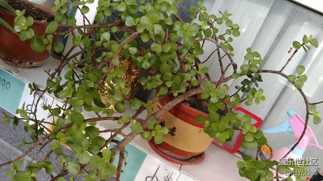 【采集青色時(shí)光】生機(jī)盎然的春天