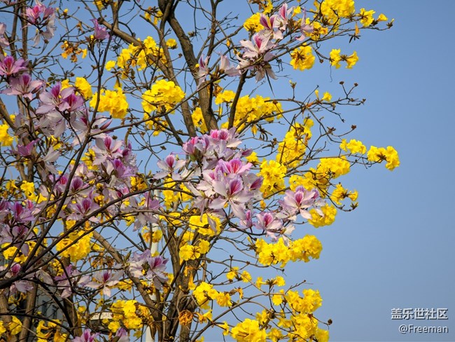 【采集青色時(shí)光】看花 | 養(yǎng)眼