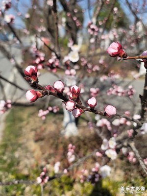 春暖花開