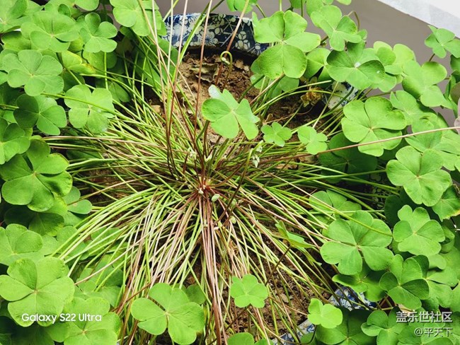 【采集青色時(shí)光】孕育生機(jī) 蓄意待發(fā)