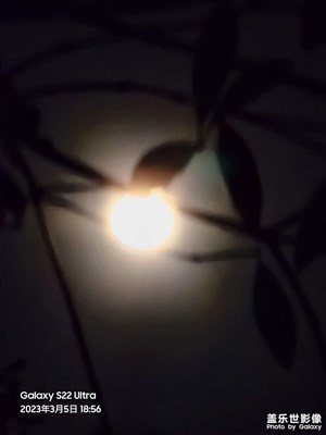 月到枝頭