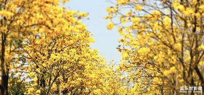 【網(wǎng)紅打卡地】風(fēng)鈴木花開(kāi)羊城