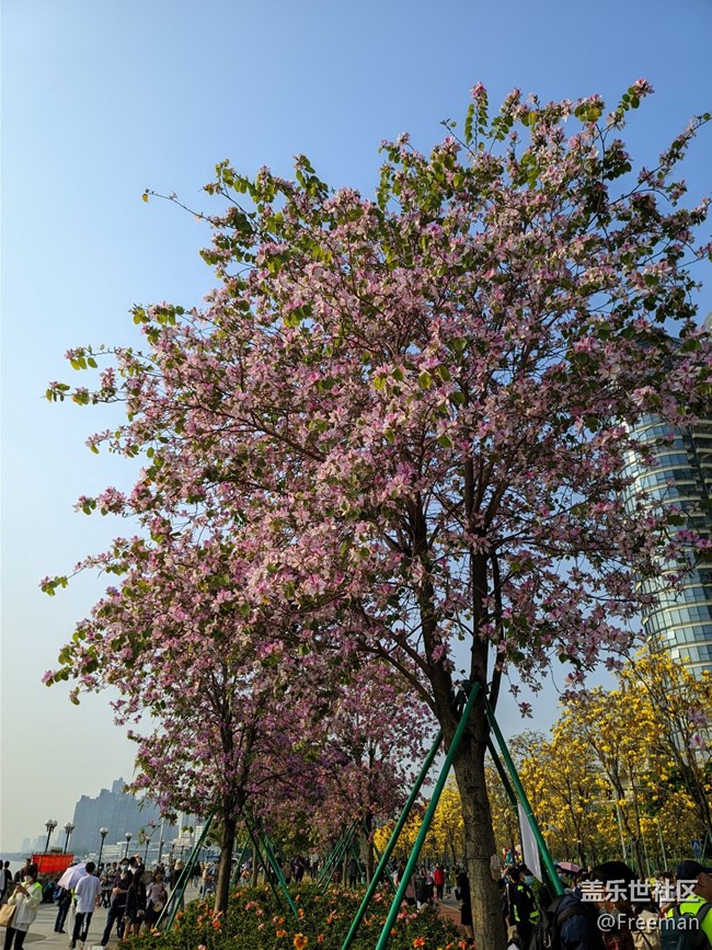 【采集青色時(shí)光】看花 | 養(yǎng)眼