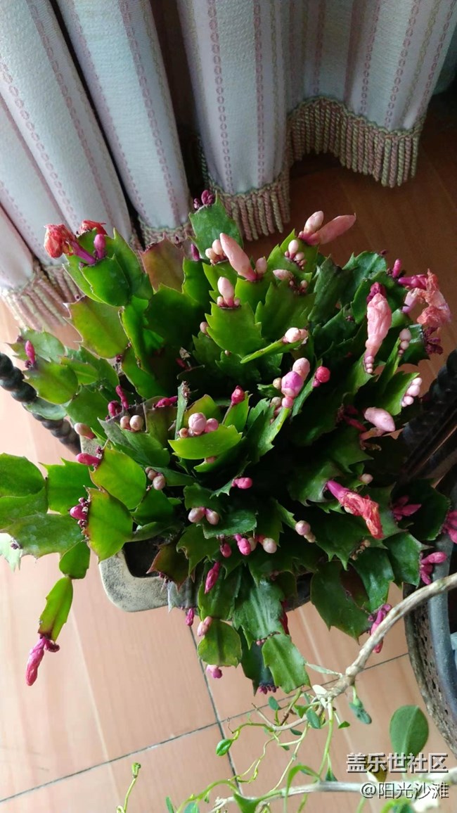 【采集青色時(shí)光】生機(jī)盎然的春天