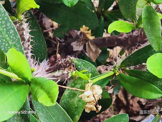 【采集青色時(shí)光】孕育生機(jī) 蓄意待發(fā)