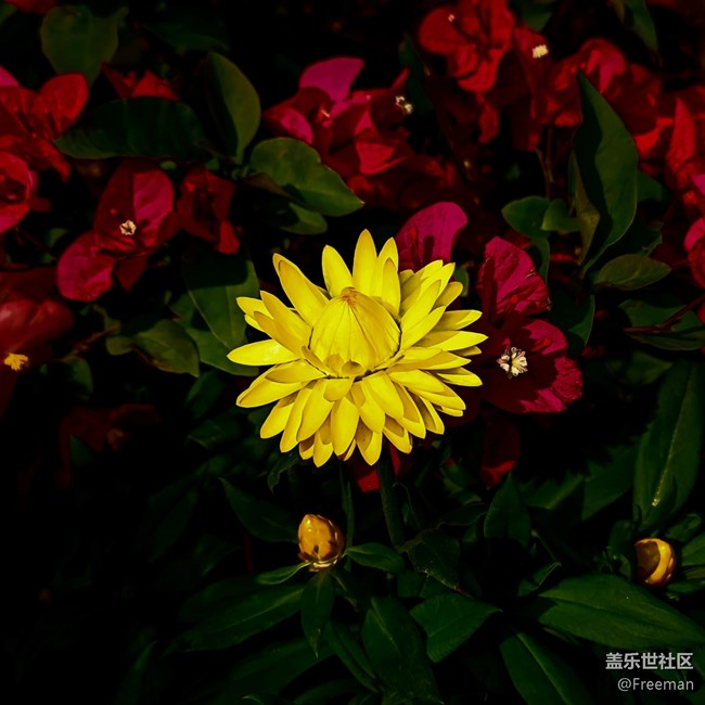 【萬物復(fù)蘇】花の語
