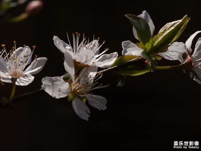 鮮花??
