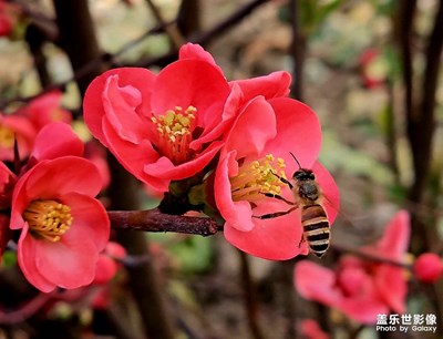 花與??