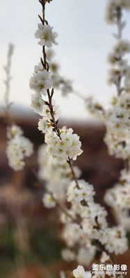 櫻桃??花開！