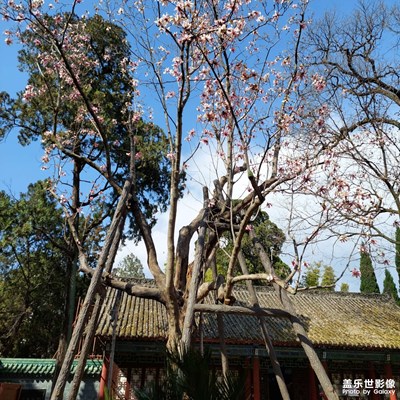 旱蓮樹