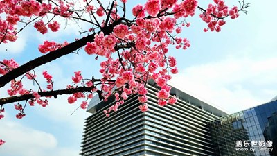 櫻花浪漫