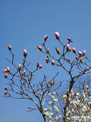 【光影記事】＋玉蘭花開