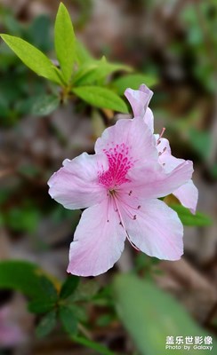 杜鵑花開(kāi)