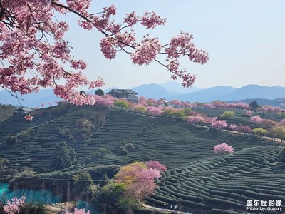 日出櫻花茶園！