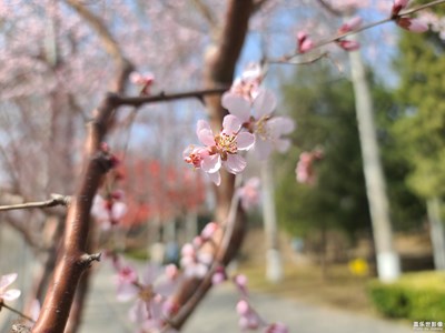 【光影記事】+山桃花