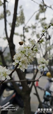 照片，細節(jié)還可以
