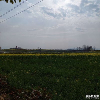 油菜花海