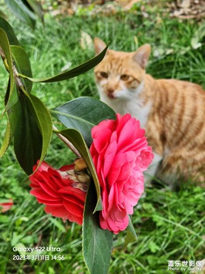 貓賞茶花圖