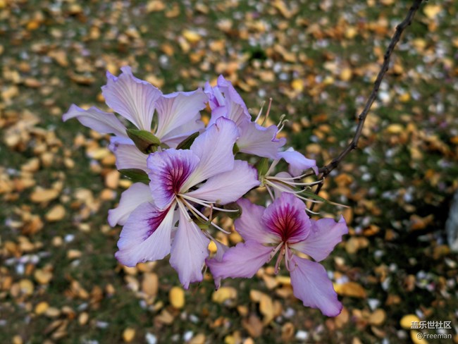 【萬物復(fù)蘇】花季