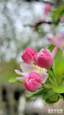 海棠報春