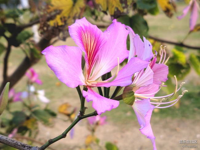 【萬物復(fù)蘇】花季
