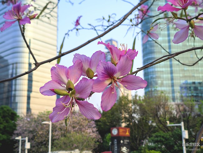 【萬物復(fù)蘇】花季