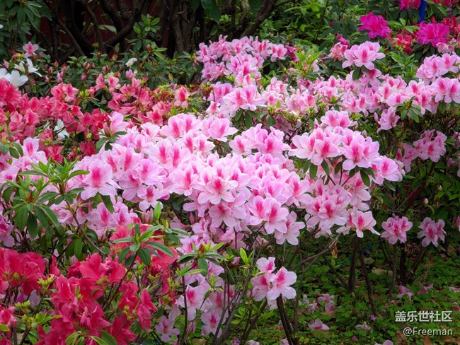 【萬物復(fù)蘇】阿羅拉地區(qū)限定色