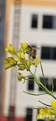 春之油菜花開