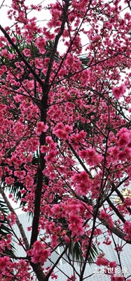 櫻花??