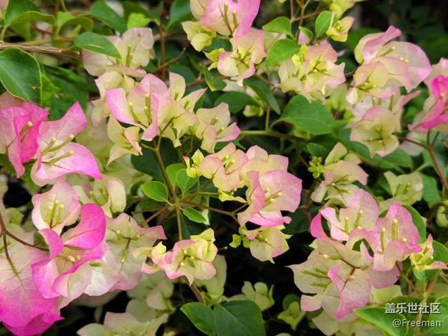 【萬物復(fù)蘇】阿羅拉地區(qū)限定色