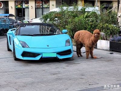 【光影記事】+ 路遇一只看守豪車的羊駝