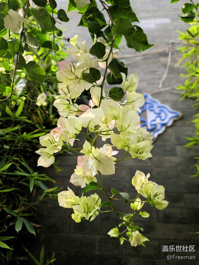 【萬物復(fù)蘇】阿羅拉地區(qū)限定色