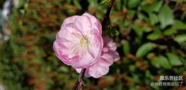 春去春會來，花期花會再開