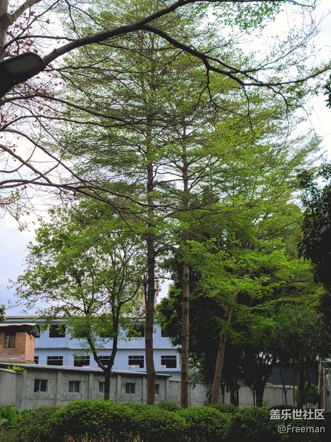 【初春之刻】植新綠 | 寓希望