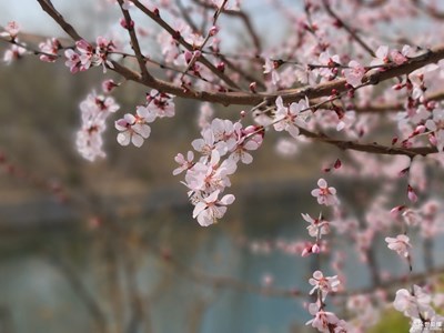 花海