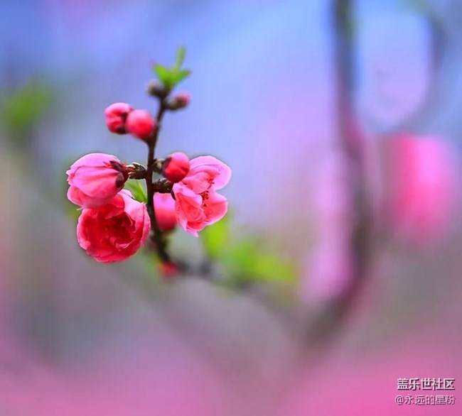 春暖花开，宁波星部落组织线上摄影比赛~【嫩芽与春花】
