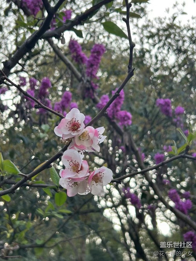 【萬物復(fù)蘇】綠葉與鮮花