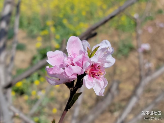 【萬物復(fù)蘇】春日入懷