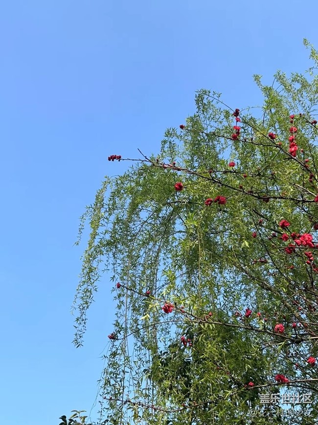 【萬物復(fù)蘇】綠葉與鮮花