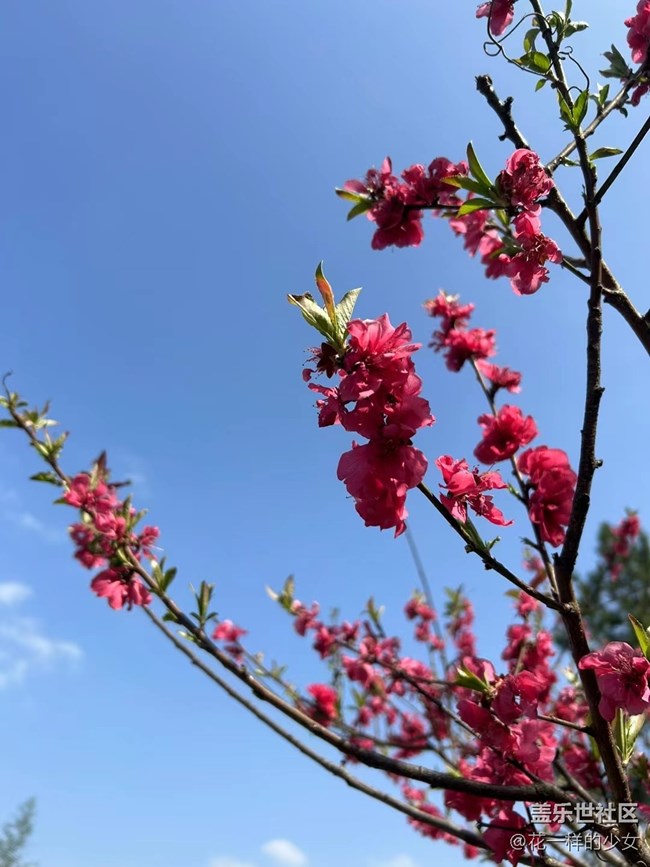 【萬物復(fù)蘇】綠葉與鮮花