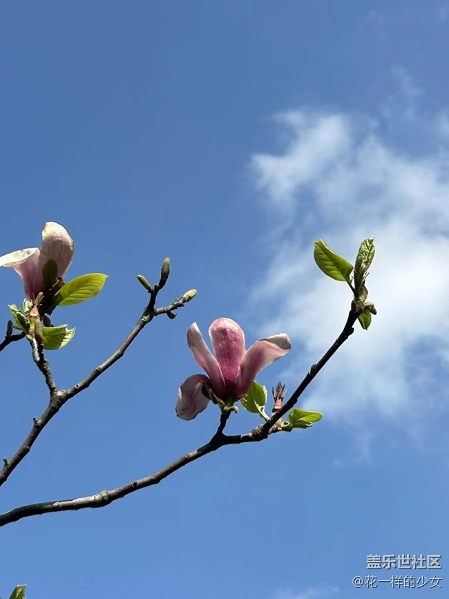 【萬物復(fù)蘇】綠葉與鮮花